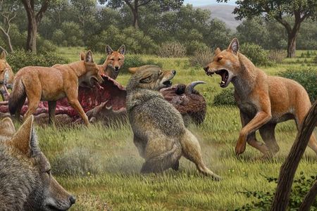 All modern dogs are descended from a wolf species that when extinct around 15,000 years ago. Grey wolves, pictured here fighting for food with now extinct dire wolves (red), are dogs’ closest living relative.