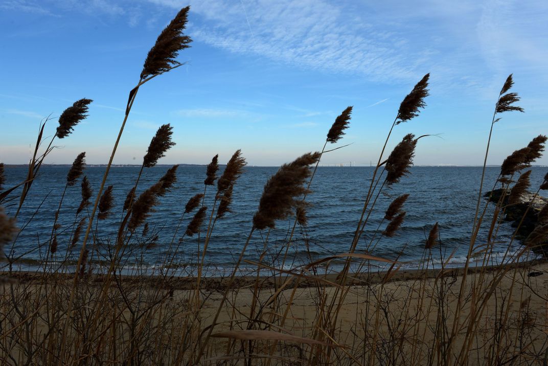 Dune grass in Chesapeake Bay