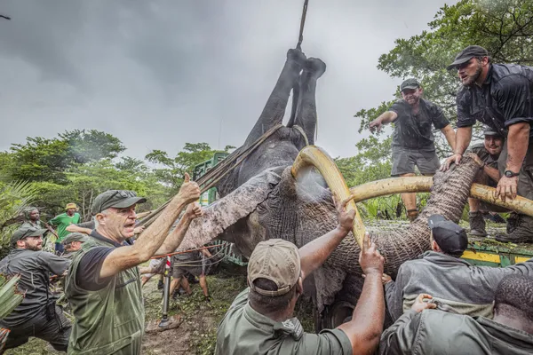 Tusker Destruction Averted thumbnail