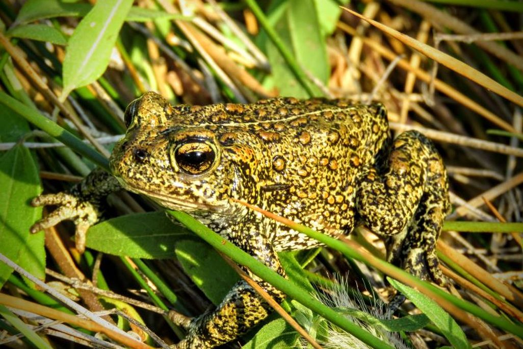 Closeup of a Dixie Valley toad