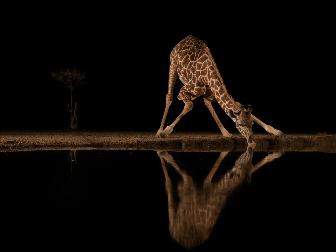 A large male giraffe stands with its legs apart