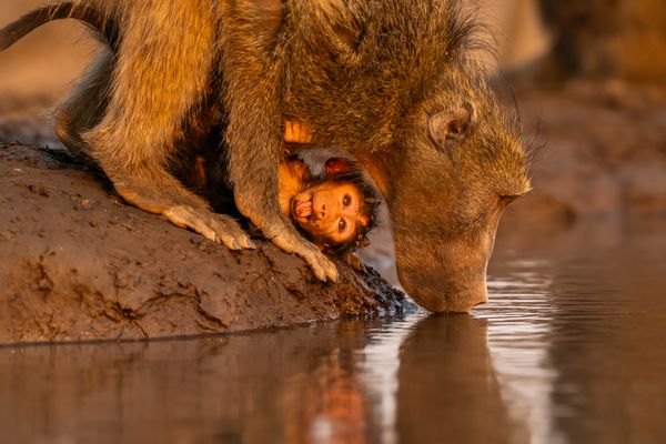 Chacma Baboons Drinking thumbnail