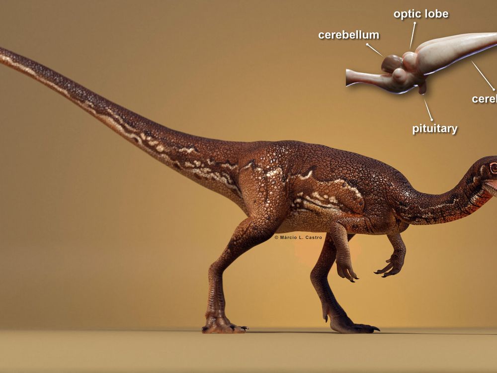 An artist's rendition of Buriolestes schultzi next to a labeled diagram of its brain, including its cerebellum, cerebrum and olfactory bulb