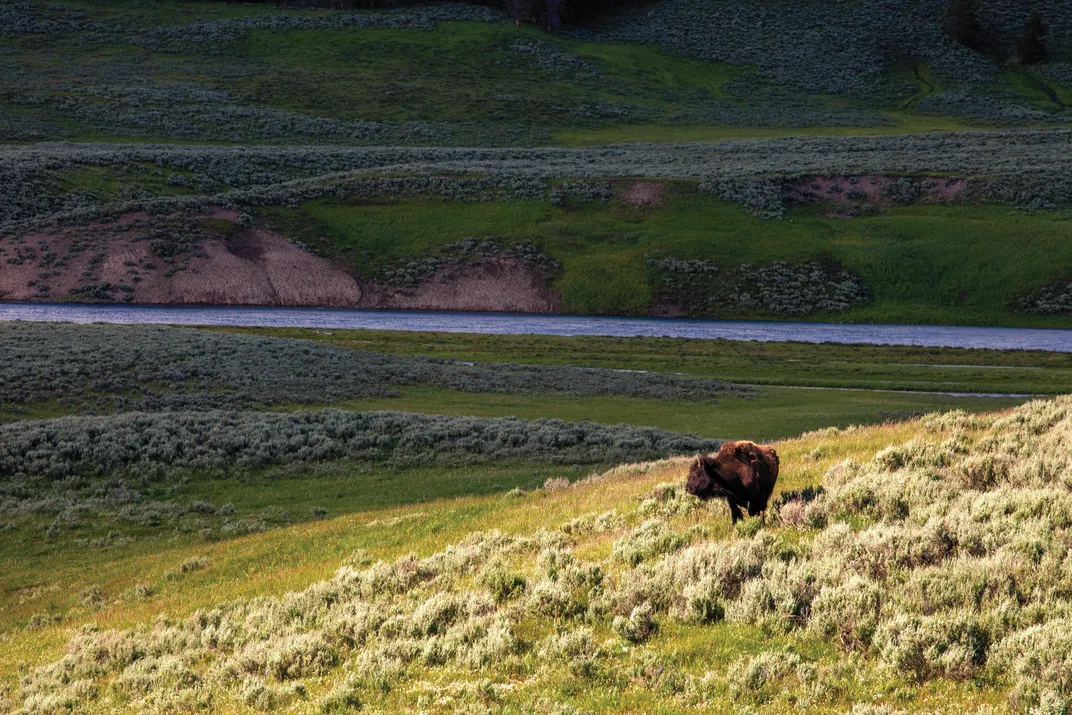 Bison in Yellowstone