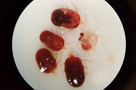 Bat ticks (Ornithodoros) under a microscope. These parasites primarily feed on bats and were collected from bats roosting beneath a Mayan Temple in Belize. Very little is known about these ticks and many species are unknown to science.