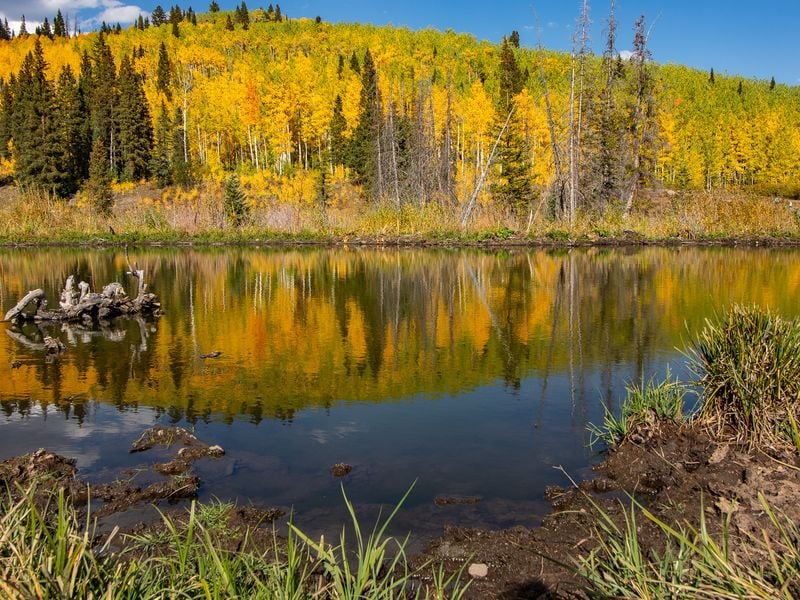 Fall Beauty in the Grand Mesa National Forest | Smithsonian Photo ...