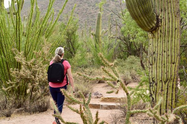 A Walk Through Saguaro National Park thumbnail