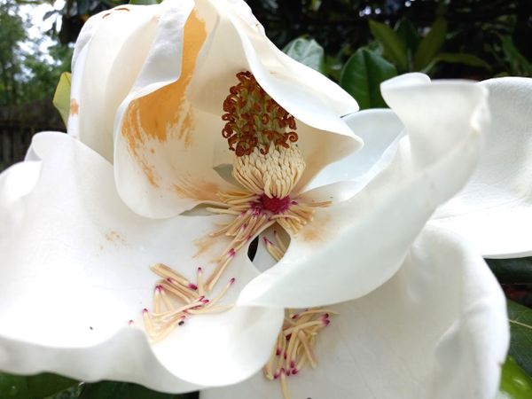 Magnolia blossoming thumbnail