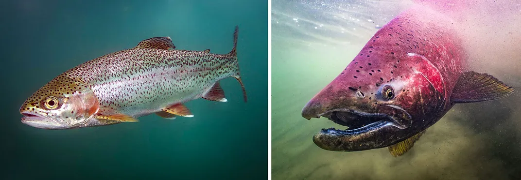 Trout and Salmon