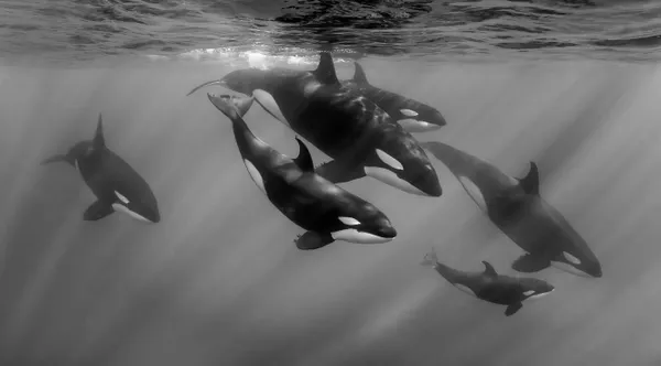 Orca Family thumbnail