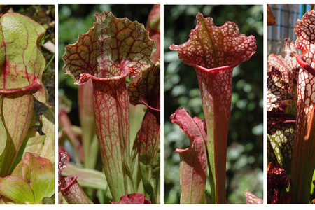 Sarracenia pitcher plants typically live in bogs in the southeastern United States.