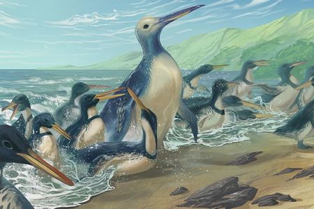 An artist&#39;s concept of Kumimanu fordycei and Petradyptes stonehousei