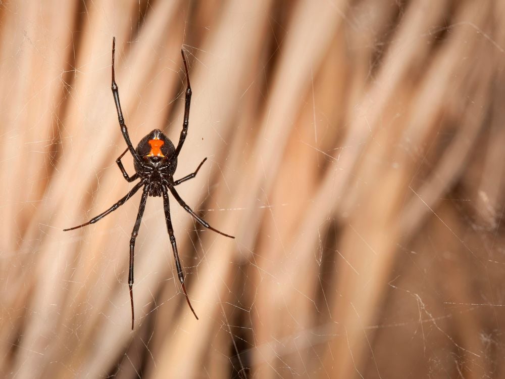 Black Widow Red Hourglass