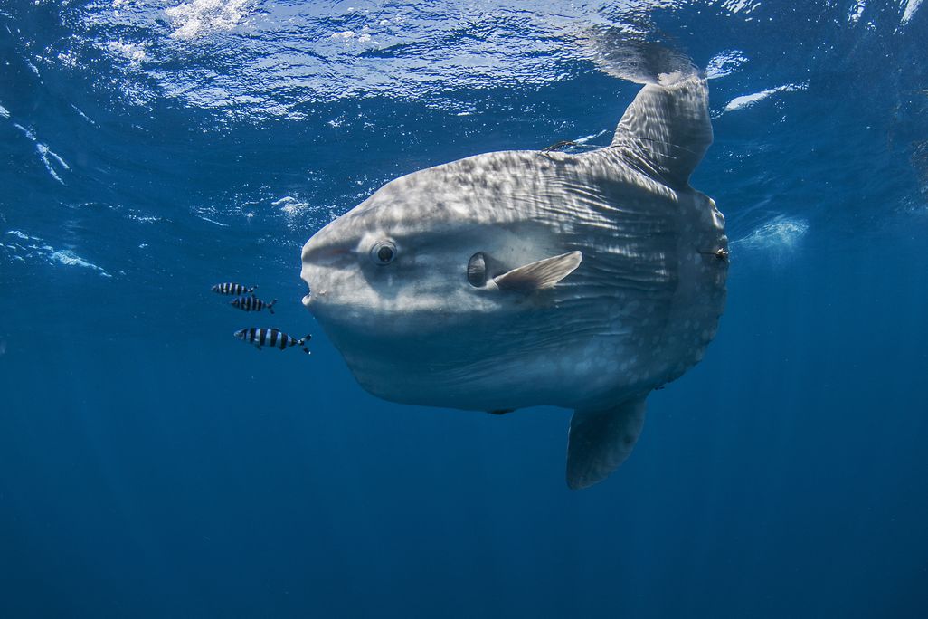 Large grey fish swimming in water next to a few smaller fish