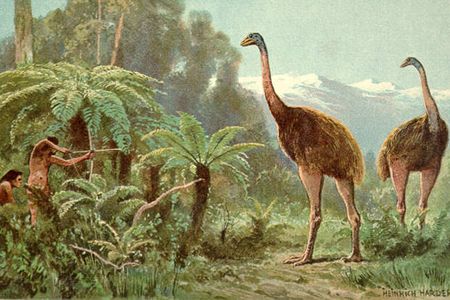 The moa, a species of giant flightless birds, went extinct soon after humans arrived in New Zealand during the 13th century