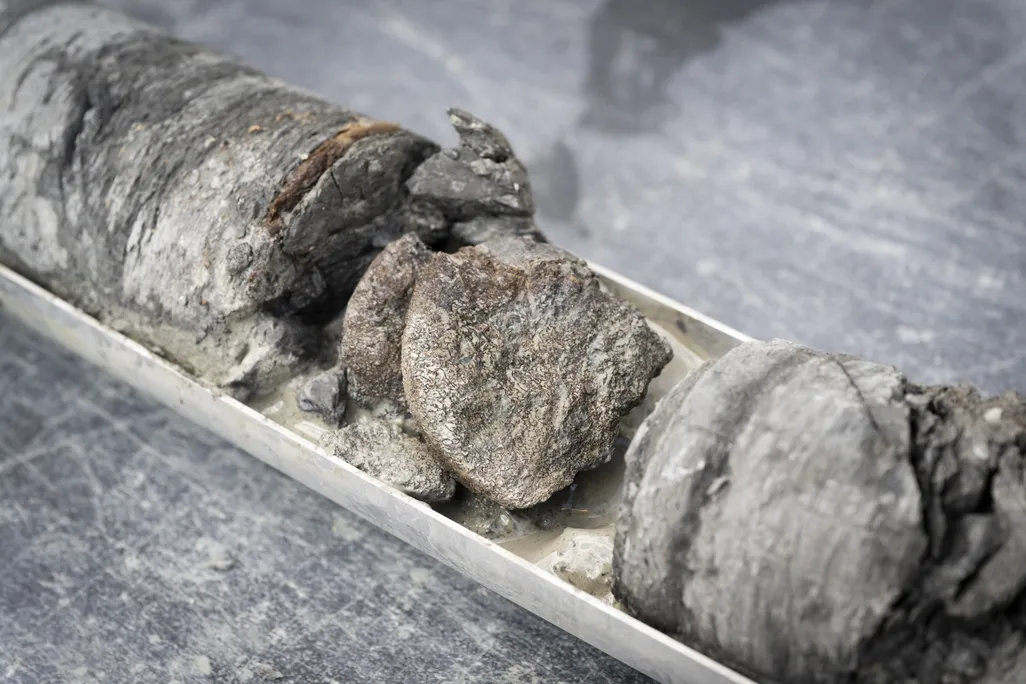 Partial dinosaur bone in core sample
