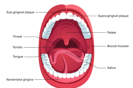 The Human Microbiome Project defined nine sites in the mouth. Each provides a habitat for a distinct set of bacterial communities.