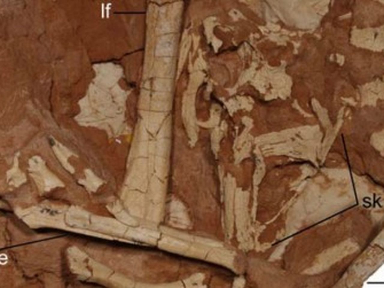 A New Sickle-Clawed Predator from Inner Mongolia