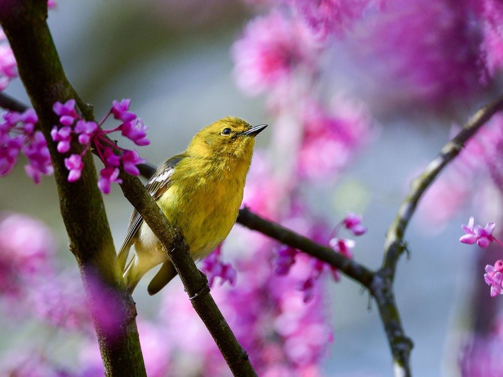 A male pine warbler perched in a redbud tree.