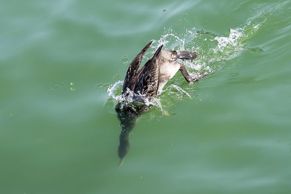 A Socotra Cormorant diving into a lagoon in search of fish thumbnail