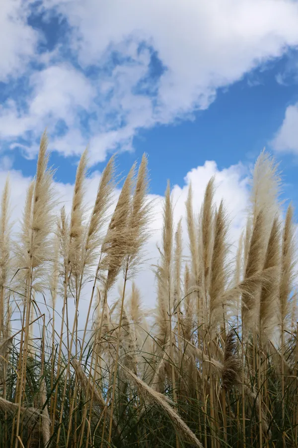 Autumn reeds thumbnail