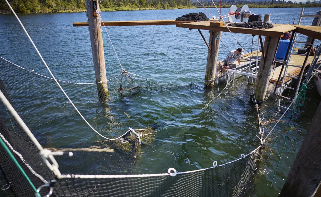 netting in a fish trap in the river
