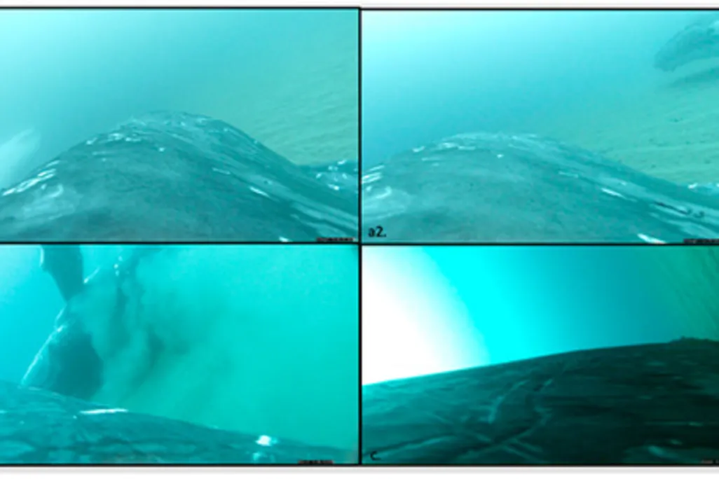 Collage of four underwater photos showing whales rolling