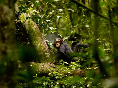 A chimp steals a glance at a photographer in Uganda's Kibale National Park.