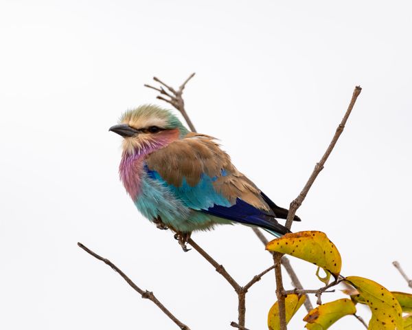 Lilac-breasted Roller thumbnail