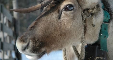 Reindeer have a few strategies for keeping cool (courtesy of flickr user much ado about nothing