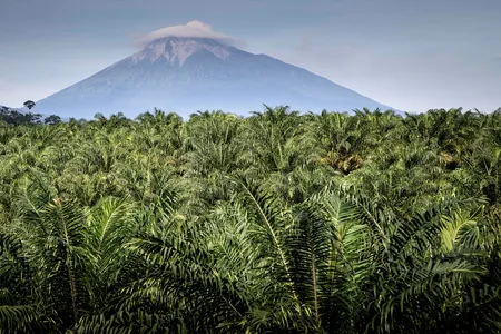 The palm oil industry in Indonesia has led to widespread deforestation, making it hard to find remaining signs of archaic life.