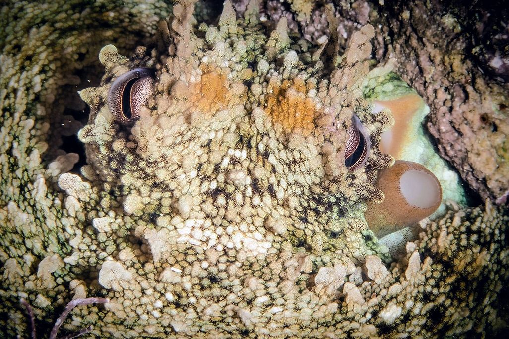 Close-up of an octopus