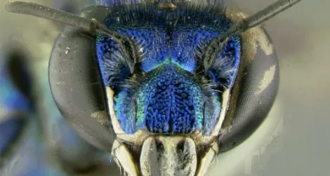 Most orchid bees, like this Euglossa paisa, have metallic coloration.