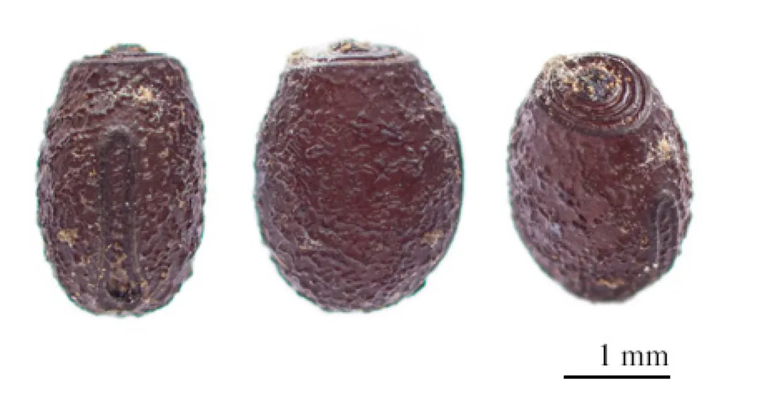 three views of an egg that looks like a plant seed
