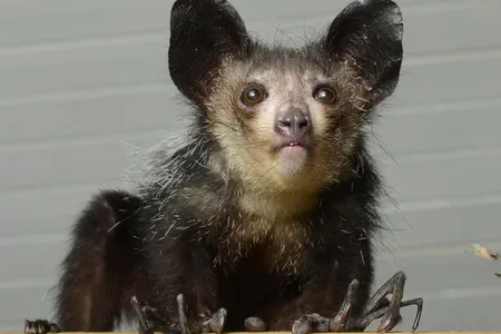 An aye-aye lemur. 