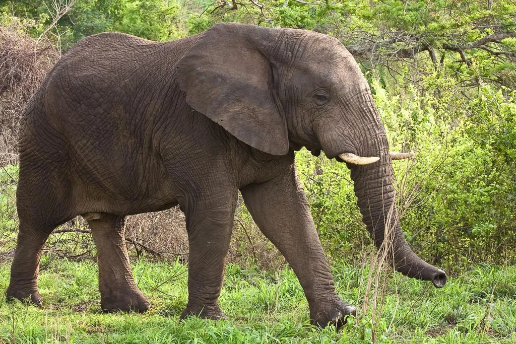 African Elephant