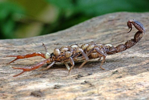 MOTHER  SCORPION WITH BABIES ON BACK thumbnail