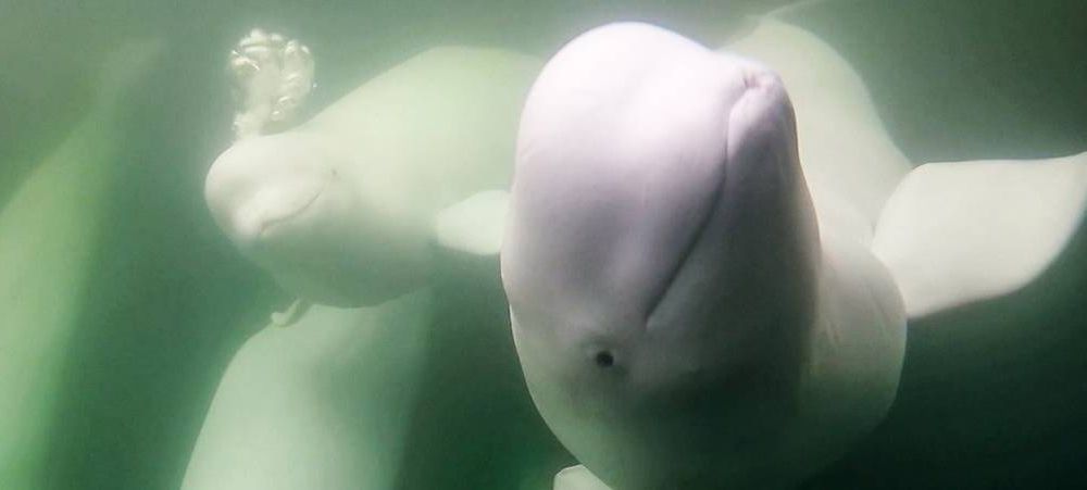 An image of a group of beluga whales looking into the camera underwater