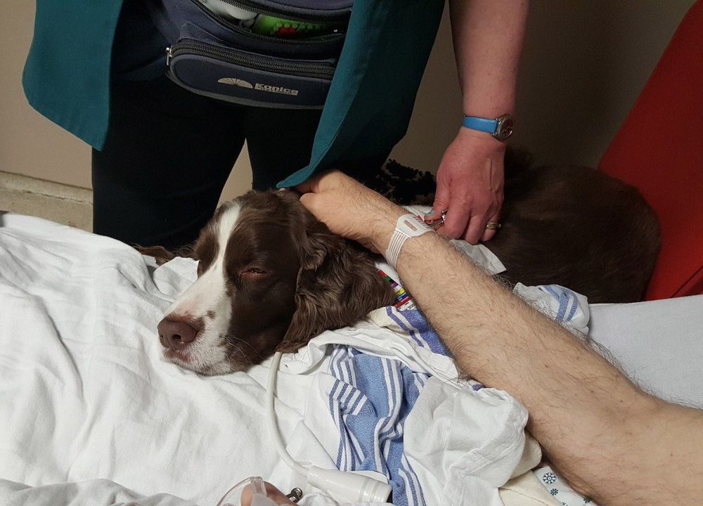 A brown and white dog visits the emergency room