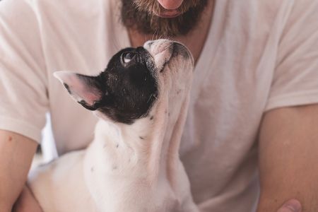 The gut flora of dogs and humans is incredibly similar, a new study finds.