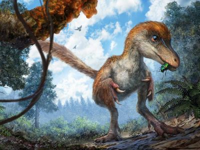 Watch where you step! Artist's concept of a small coelurosaur approaching a resin-coated branch on the forest floor.