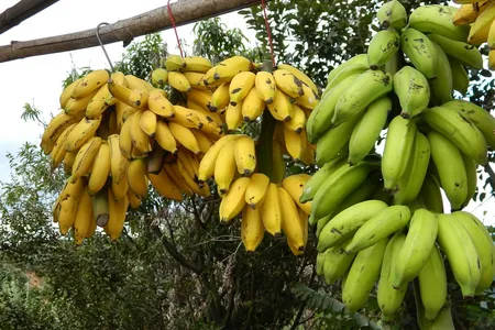 Samuel Zemurray was sometimes called "The Banana Man." 