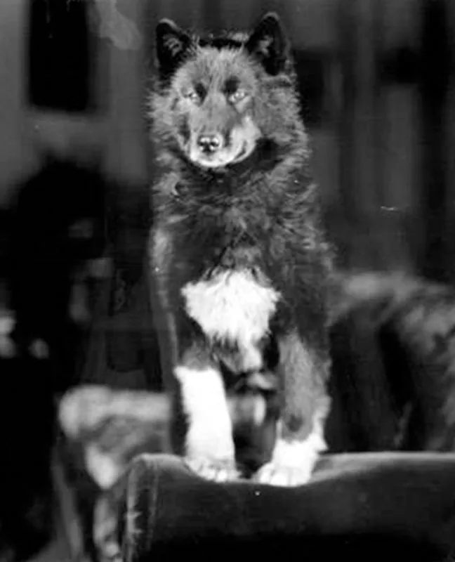 A 1925 photo of Balto