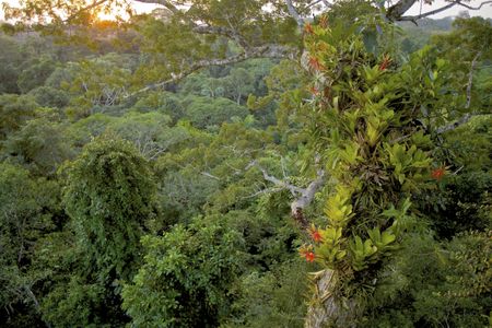 A bromeliad epiphyte growing on a branch of a giant ceiba tree in Ecuador
