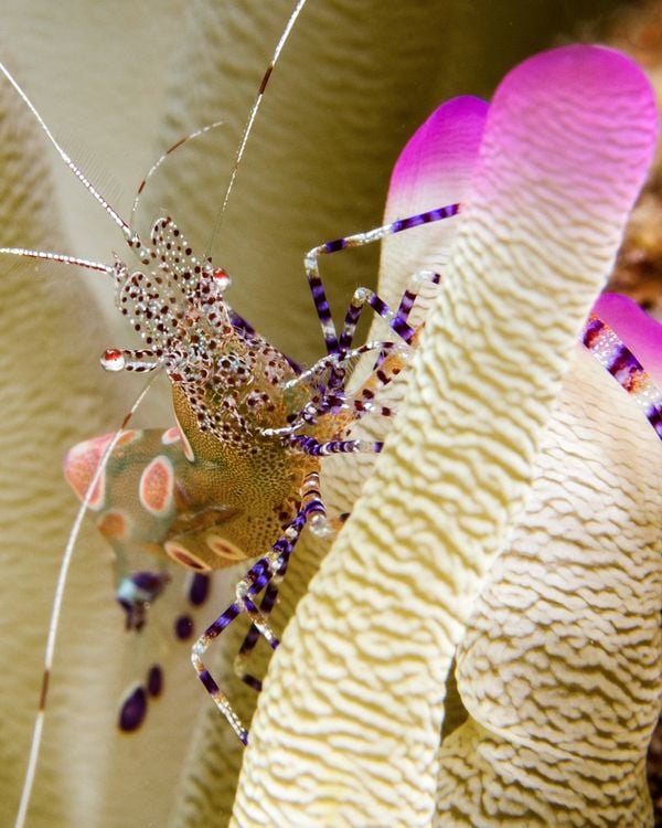 The Colors of a Spotted Shrimp on a Pink-Tipped Anemone thumbnail