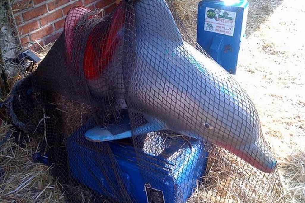 2012110109302511_01_2012_dolphin-net-e1351776822463.jpg