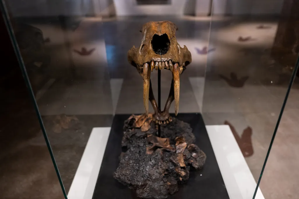 a saber-toothed tiger skull, head-on, in a glass case