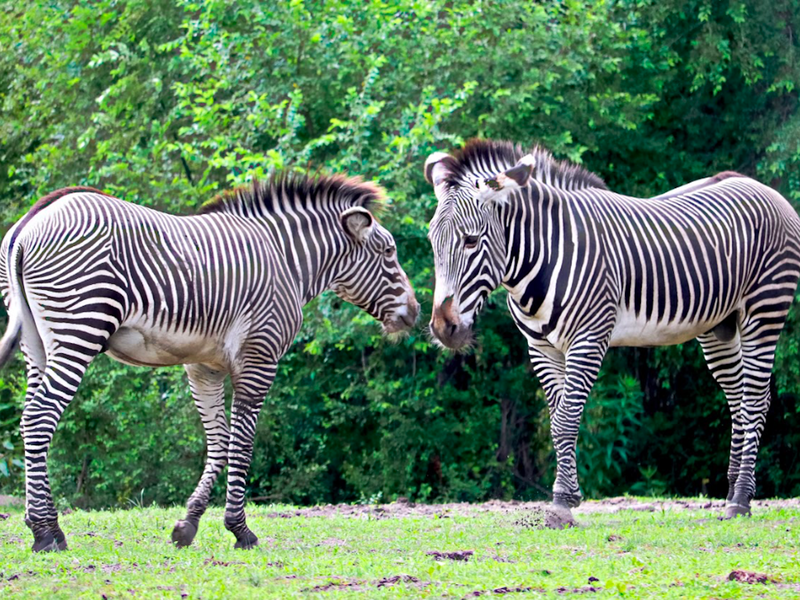 Two Zebras Showing Affection | Smithsonian Photo Contest | Smithsonian