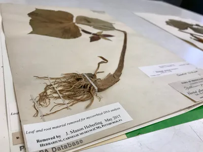 Leaves and roots analyzed by botanist Mason Heberling