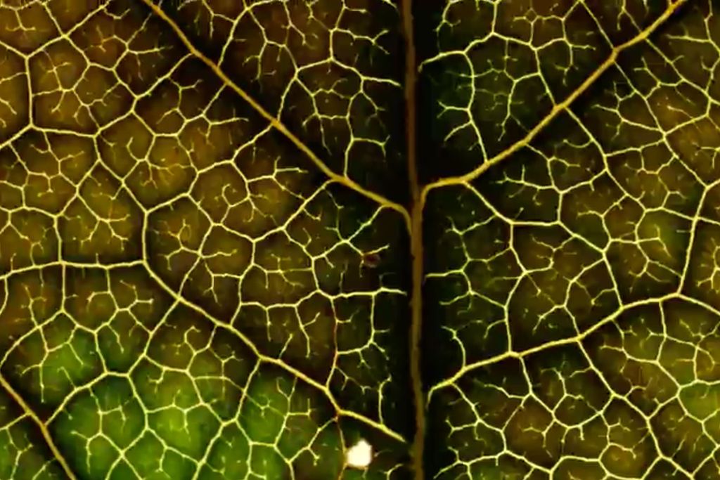 Leaf